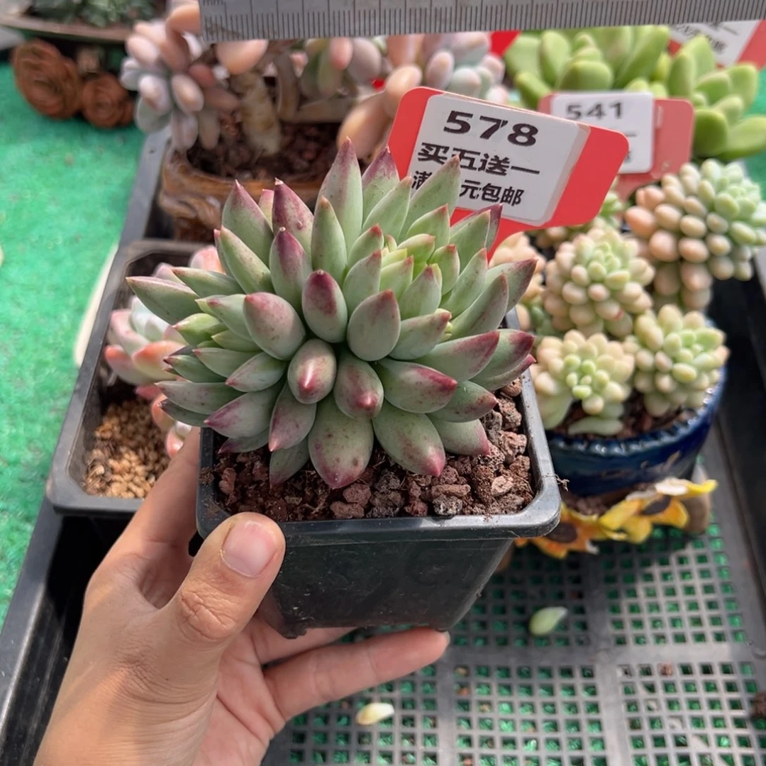 表妹精品多肉植物578.