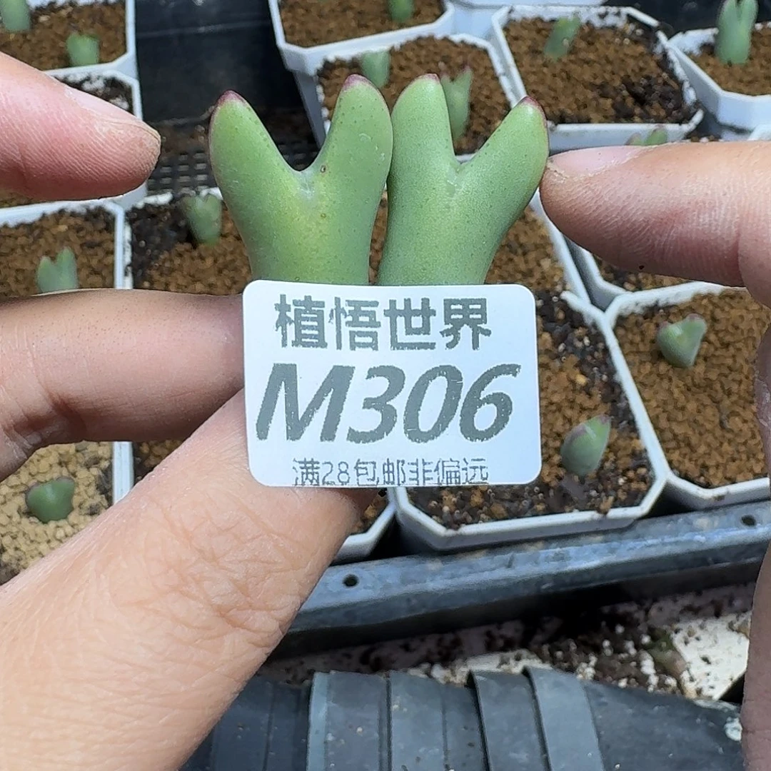 多让我的润泽的润泽fvb