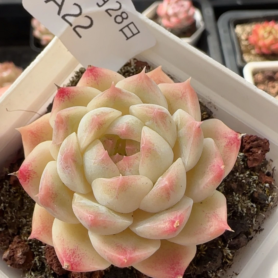明月心单头一颗脱土