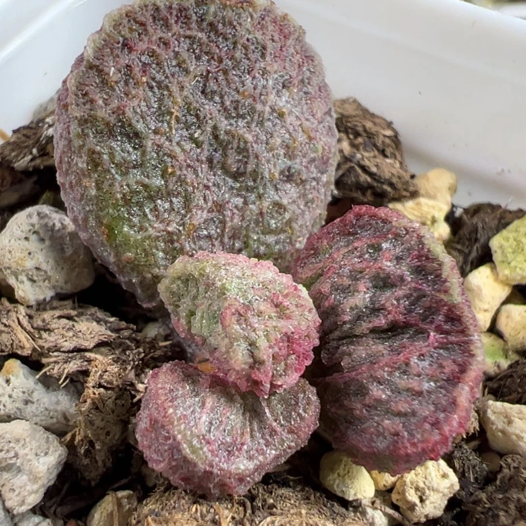 圆叶网格纹实生新品多肉植物