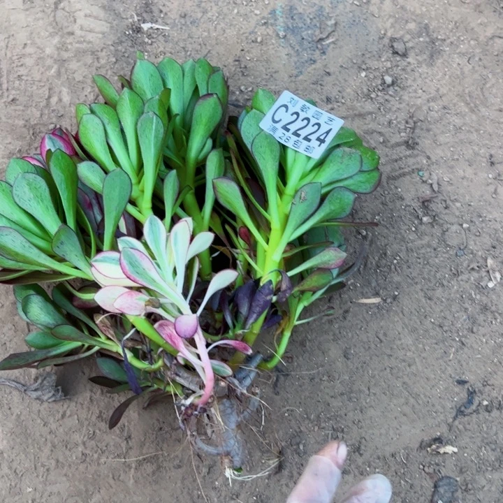 2224多肉无根法师