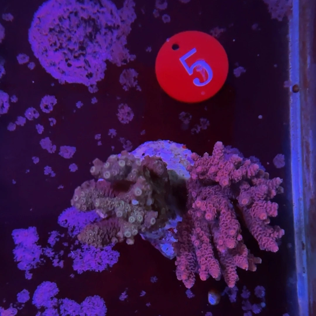 万鱼来朝海水观赏