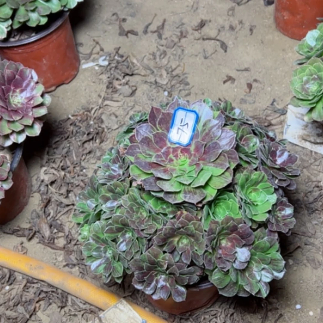 【闪购商品】花月夜75