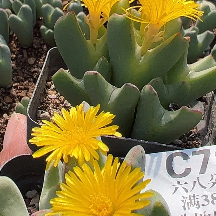 清***往796号大将2个999999