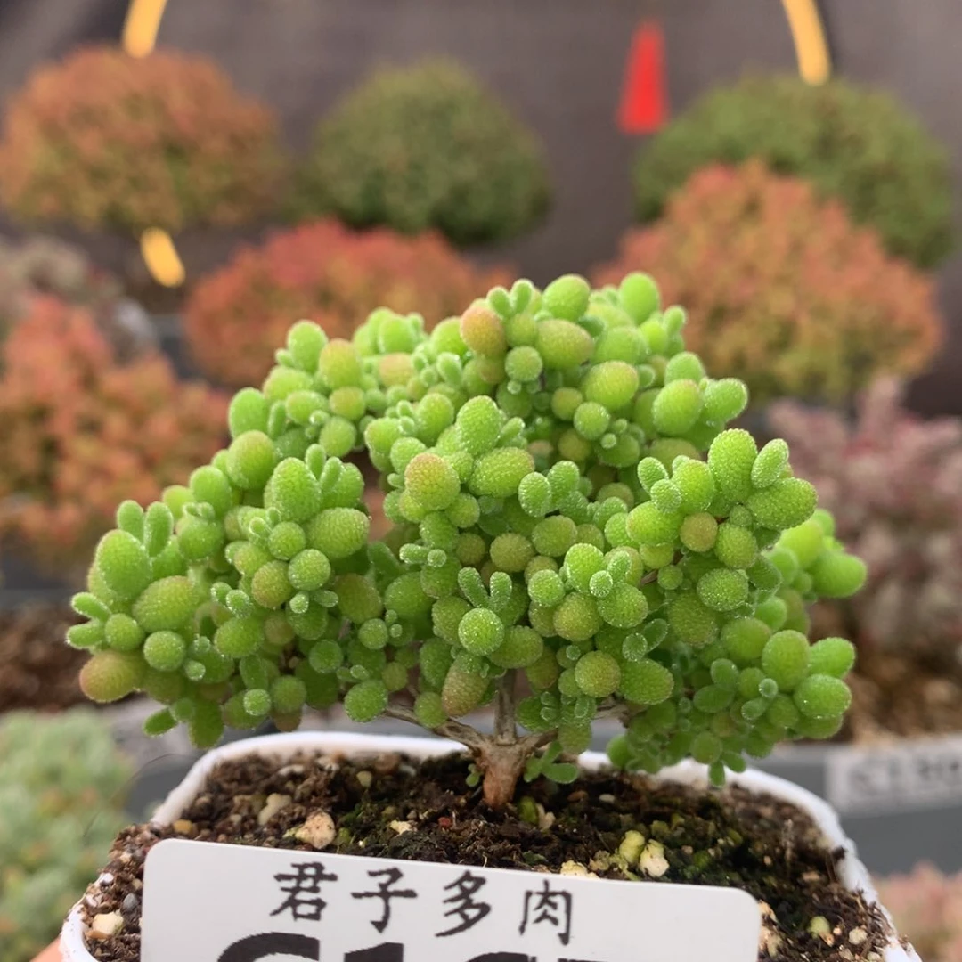 ?****?c167蜜橘枝干番杏