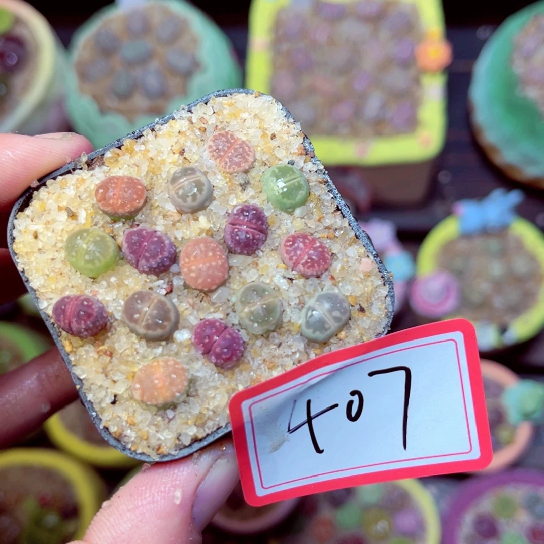 407生石花带盆发1