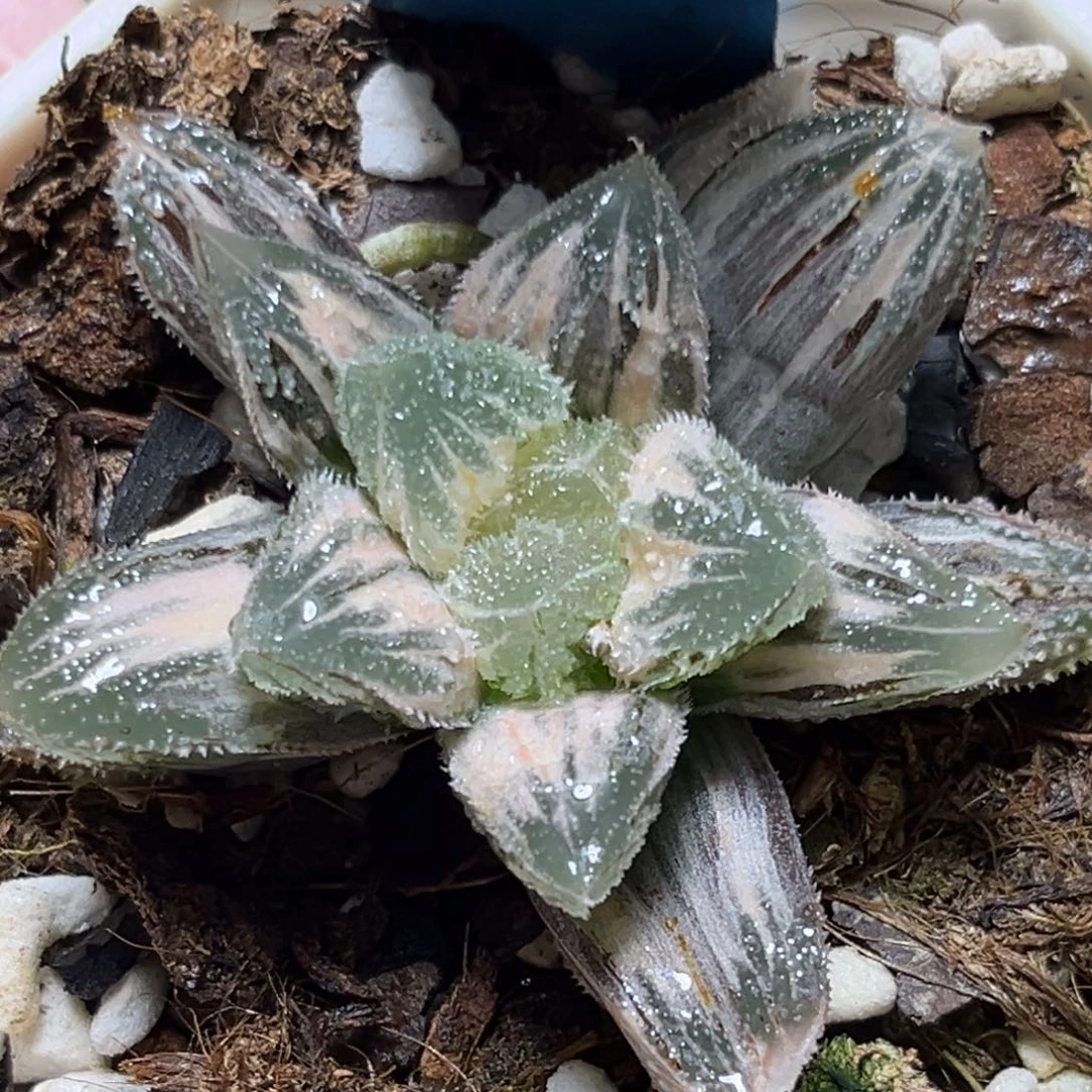 恭喜发财大吉大利0224