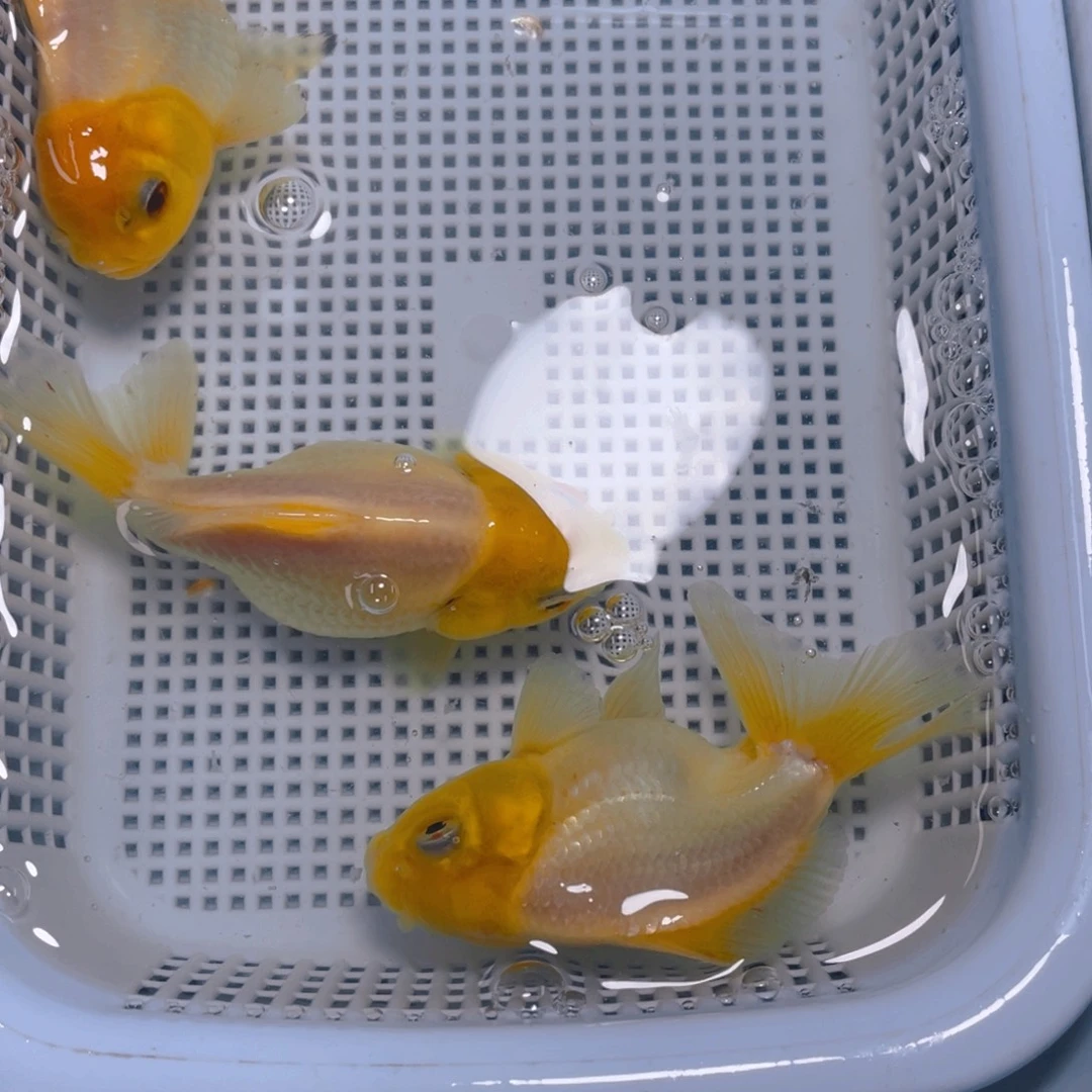 海水鱼花泰狮金鱼42