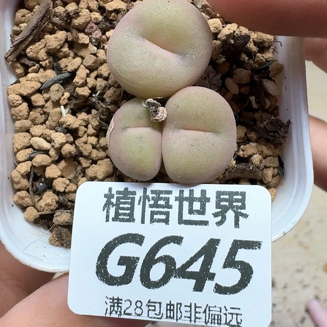 多肉植物的润泽额cg