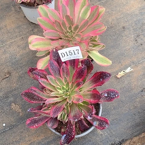 香妃美杜莎多肉2颗