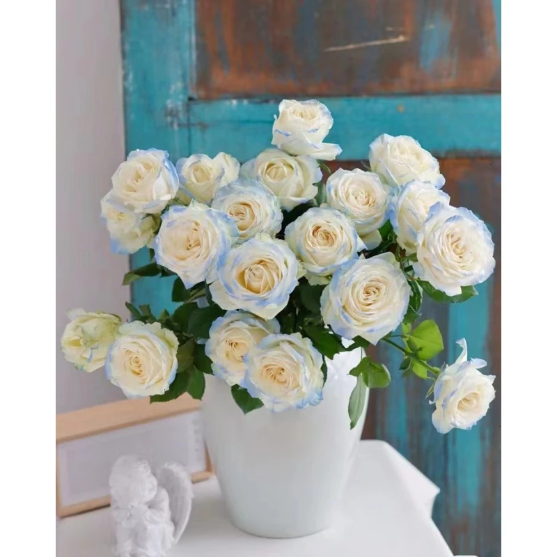 【碎冰蓝】 单头玫瑰   真花 鲜切花  一单中通，两单顺丰发货