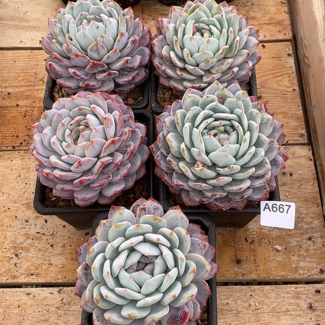 667多肉植物多肉植物