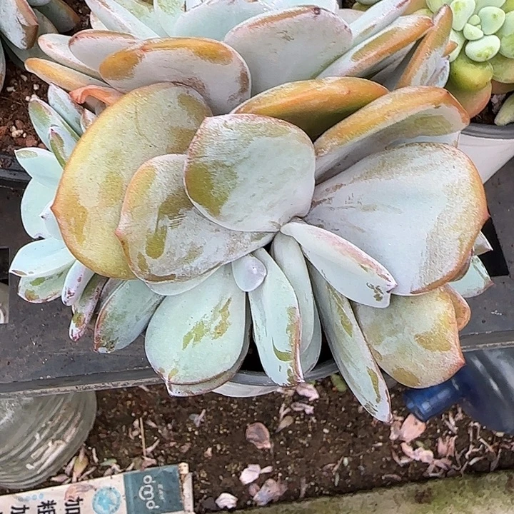 星****青蛙王子儿童牙膏11