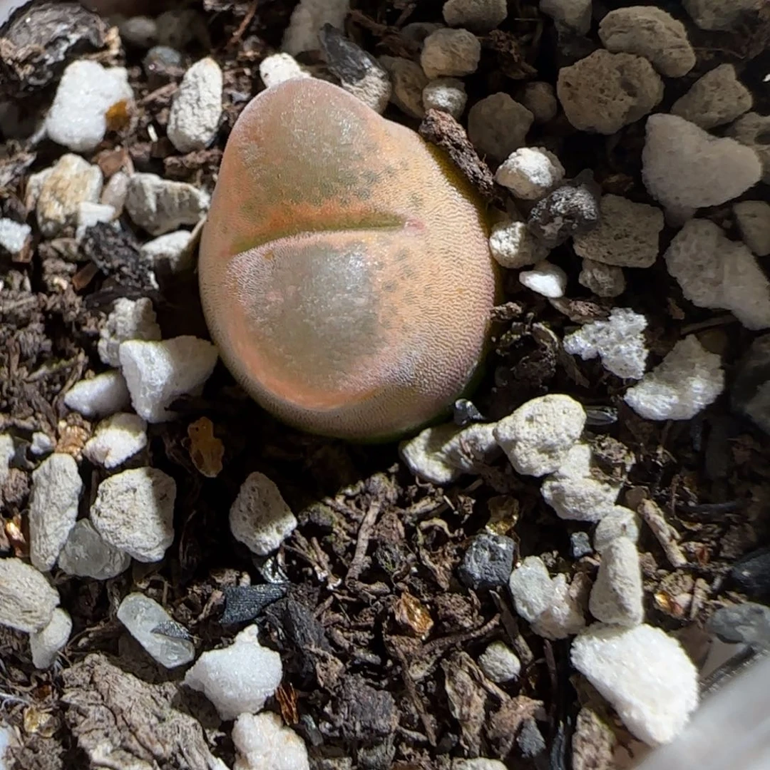 肉锥多肉植物组合-10km风铃703