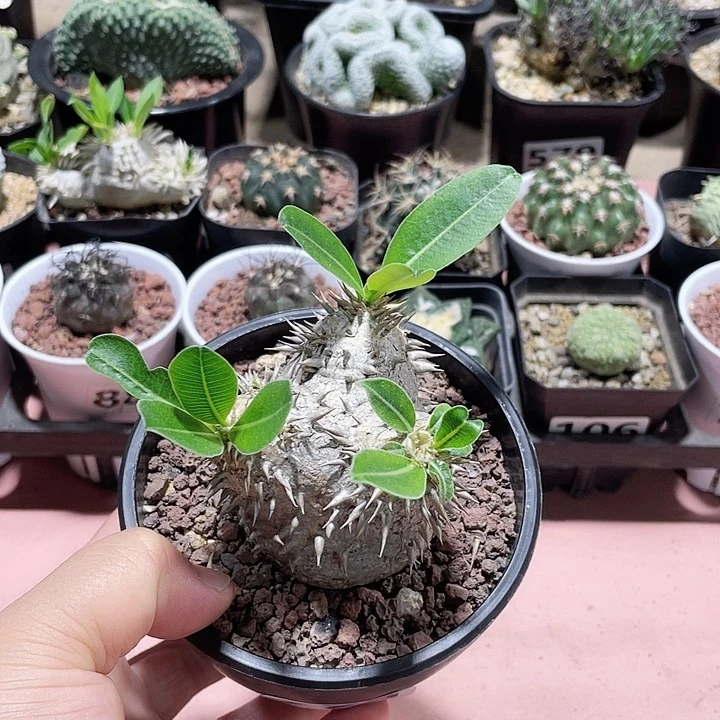 冰*774黑皮惠比大黑三头