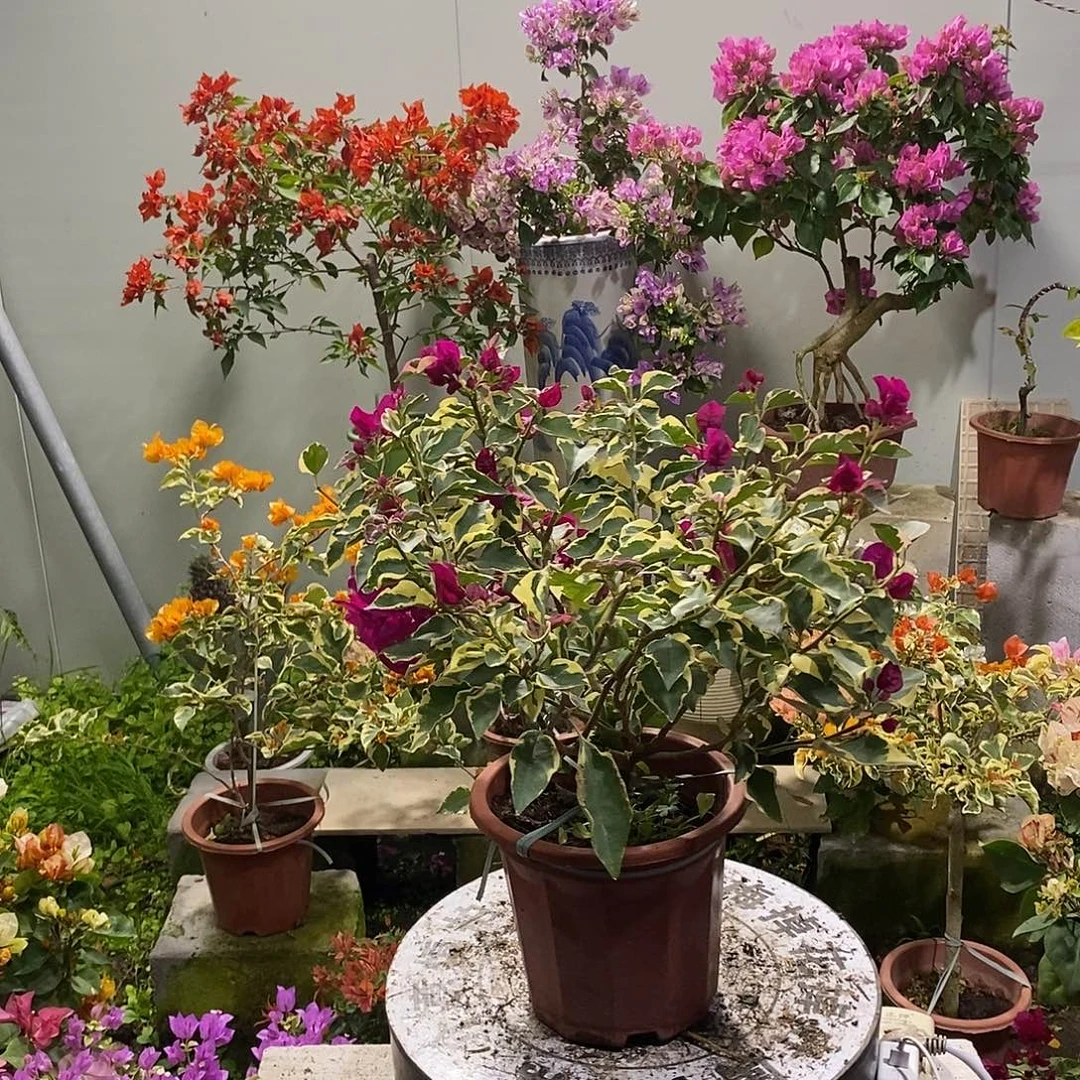 大部分开放少量花苞