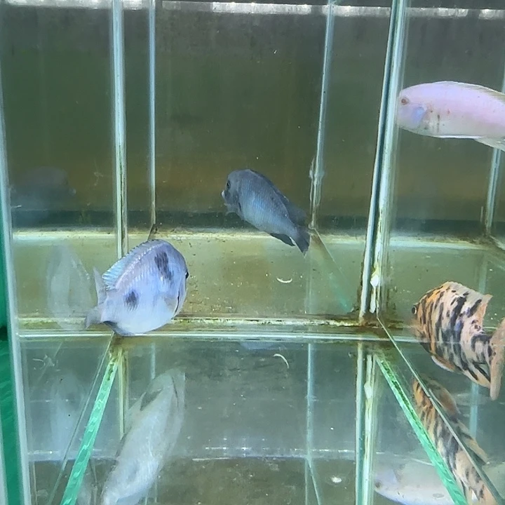 波***子海水鱼101号11111111