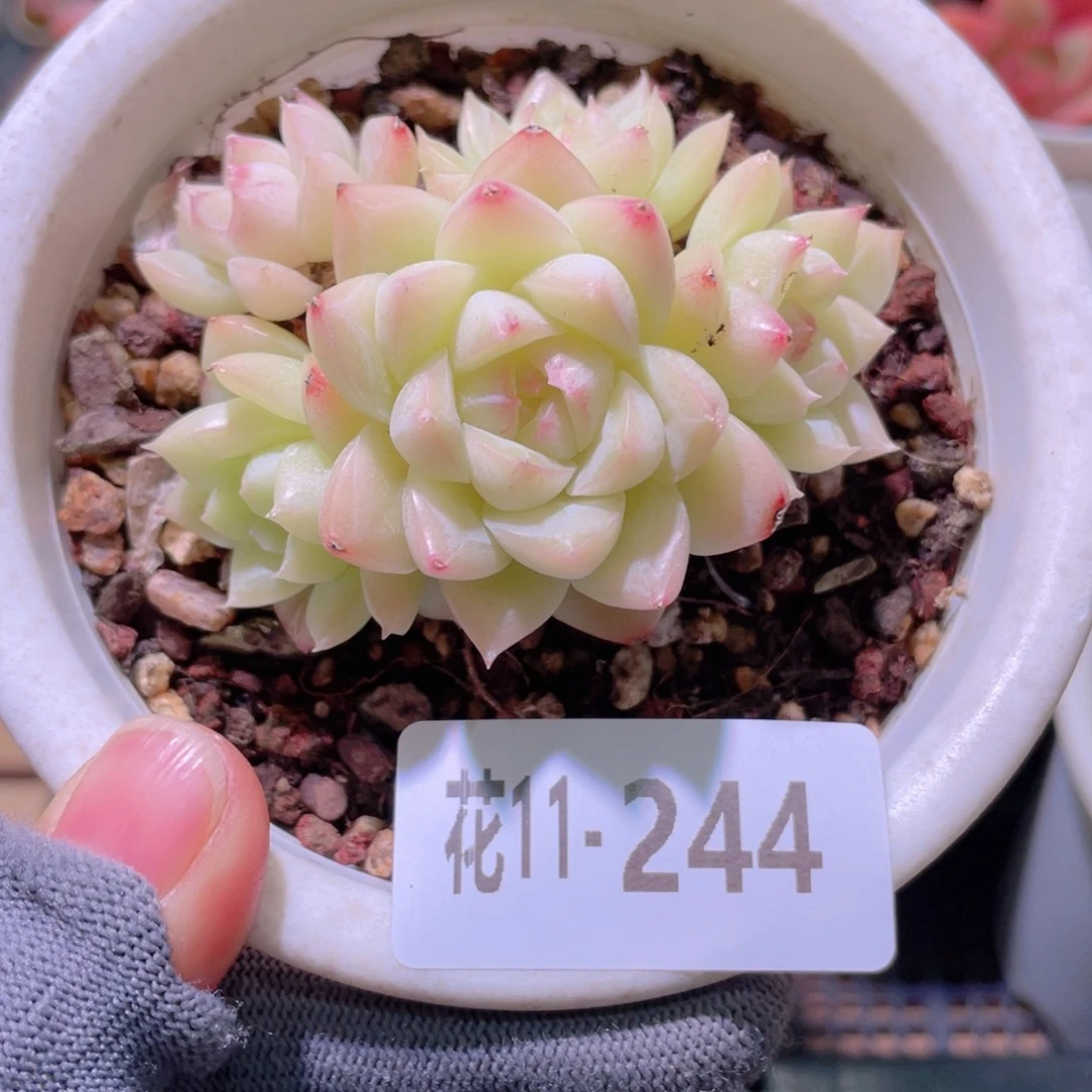 花利美11-244麦秆