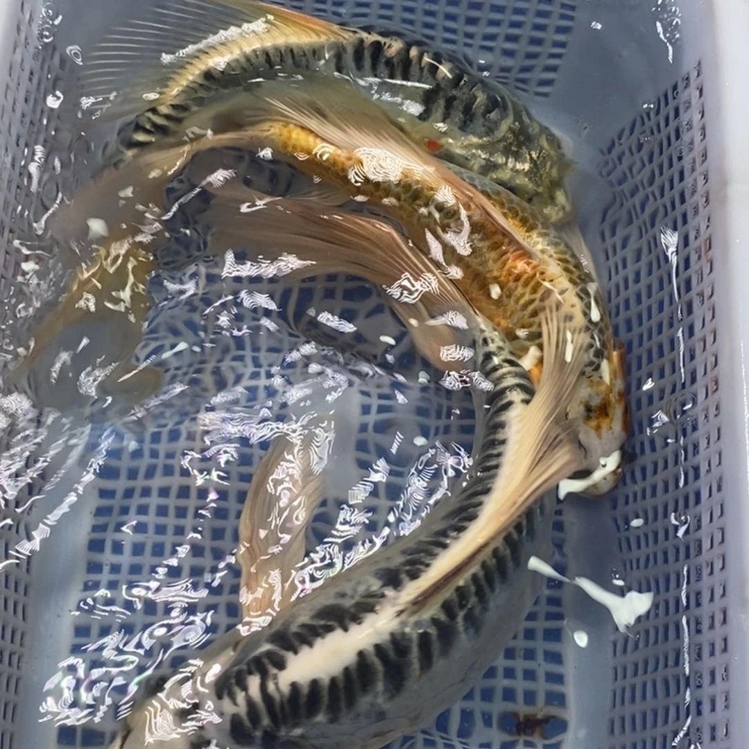 锦鲤冷水锦鲤包邮