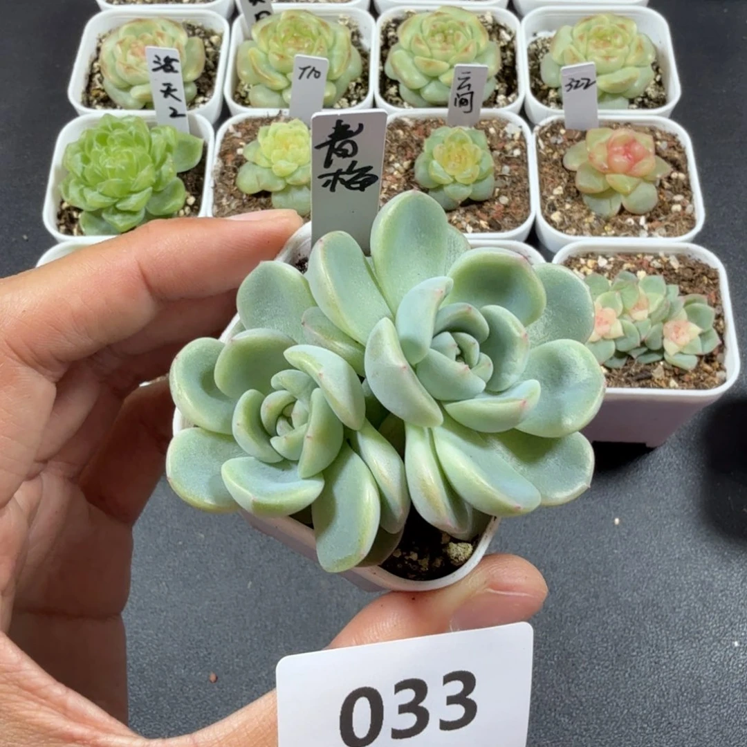 红***豆双头青梅一物一拍033