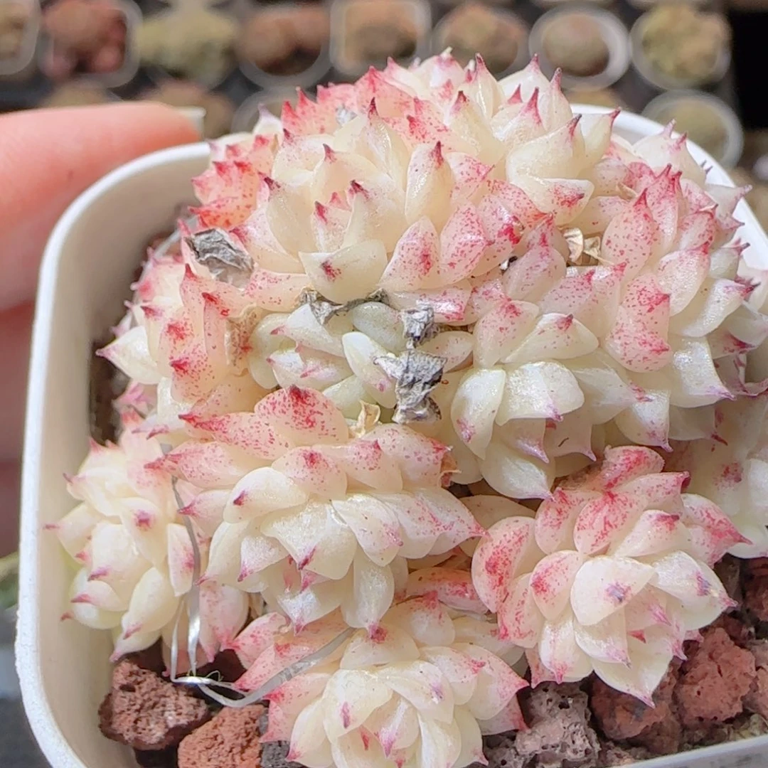 山***原花语多肉1228-61魔仙散