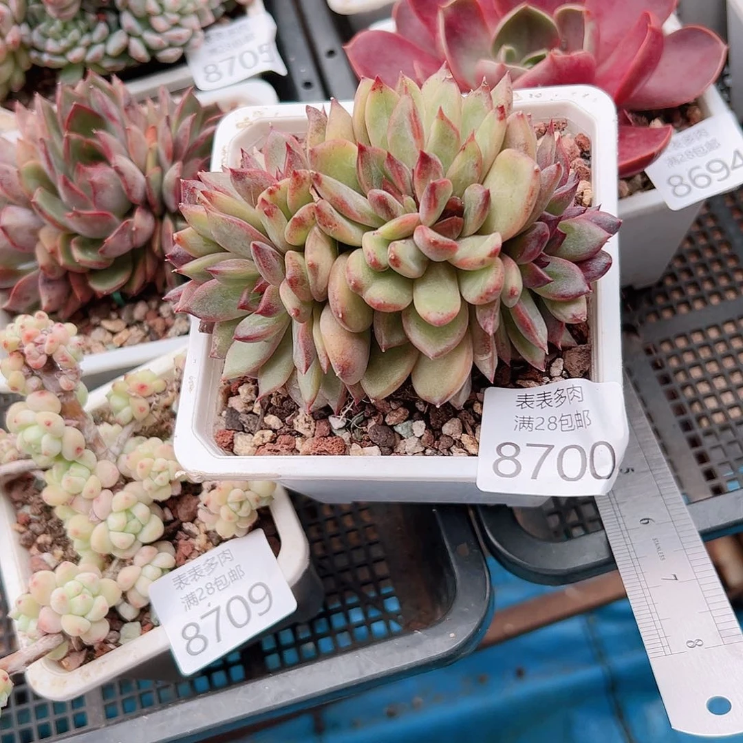 无花朵璎*?多肉＿物一拍8700