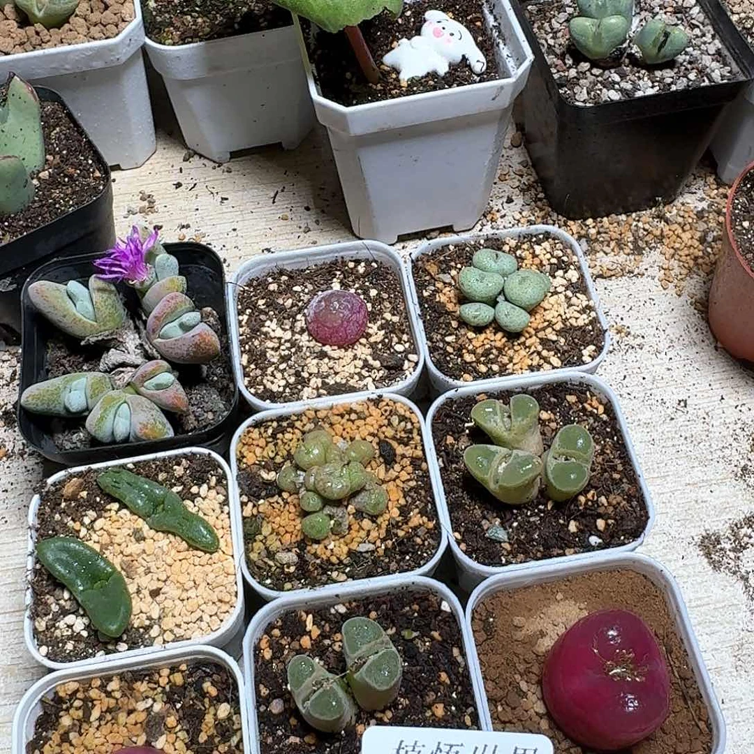 赤**心331号多肉植物哇f g g