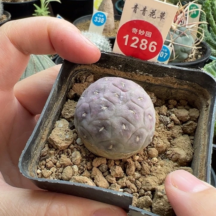 自根无刺紫皮习志野一棵3.2cm
