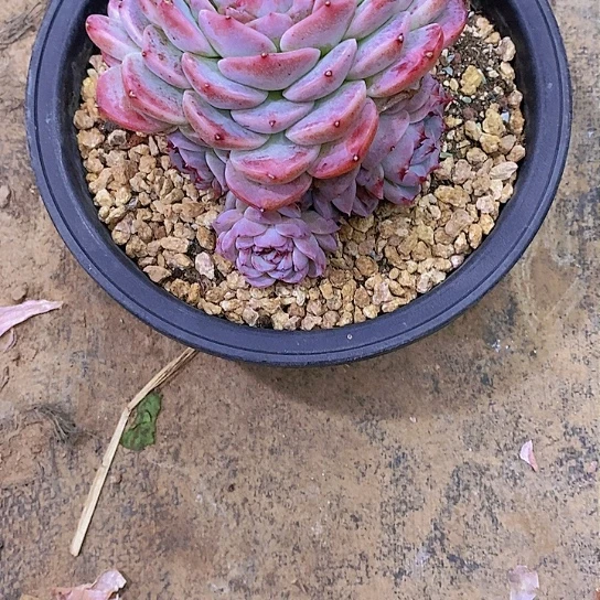 美**量天鹅多肉植物