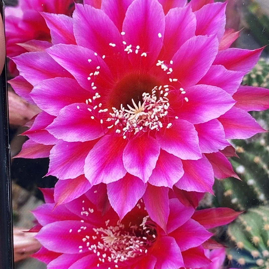 彩画媚侧芽5公分以上