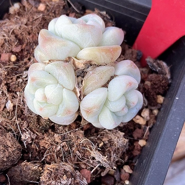 宝*多肉植物冰玉1958