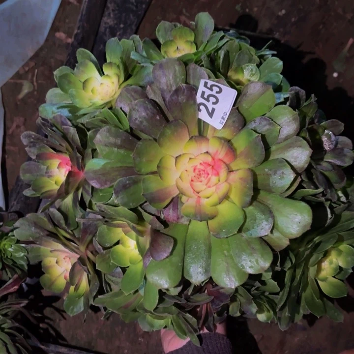 255花月夜科技锦多肉植物不售后
