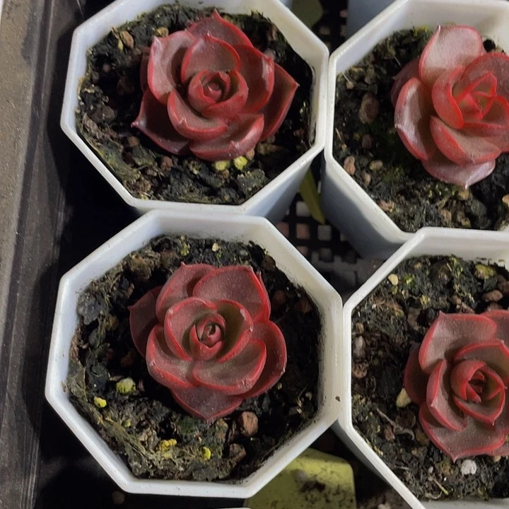 八角盆红灯7.8带盆