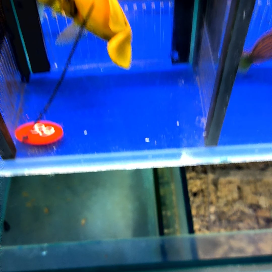 海水鱼黄吊9+/3-24-68