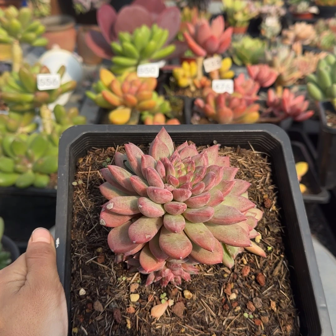 574号 一物一拍一物一拍