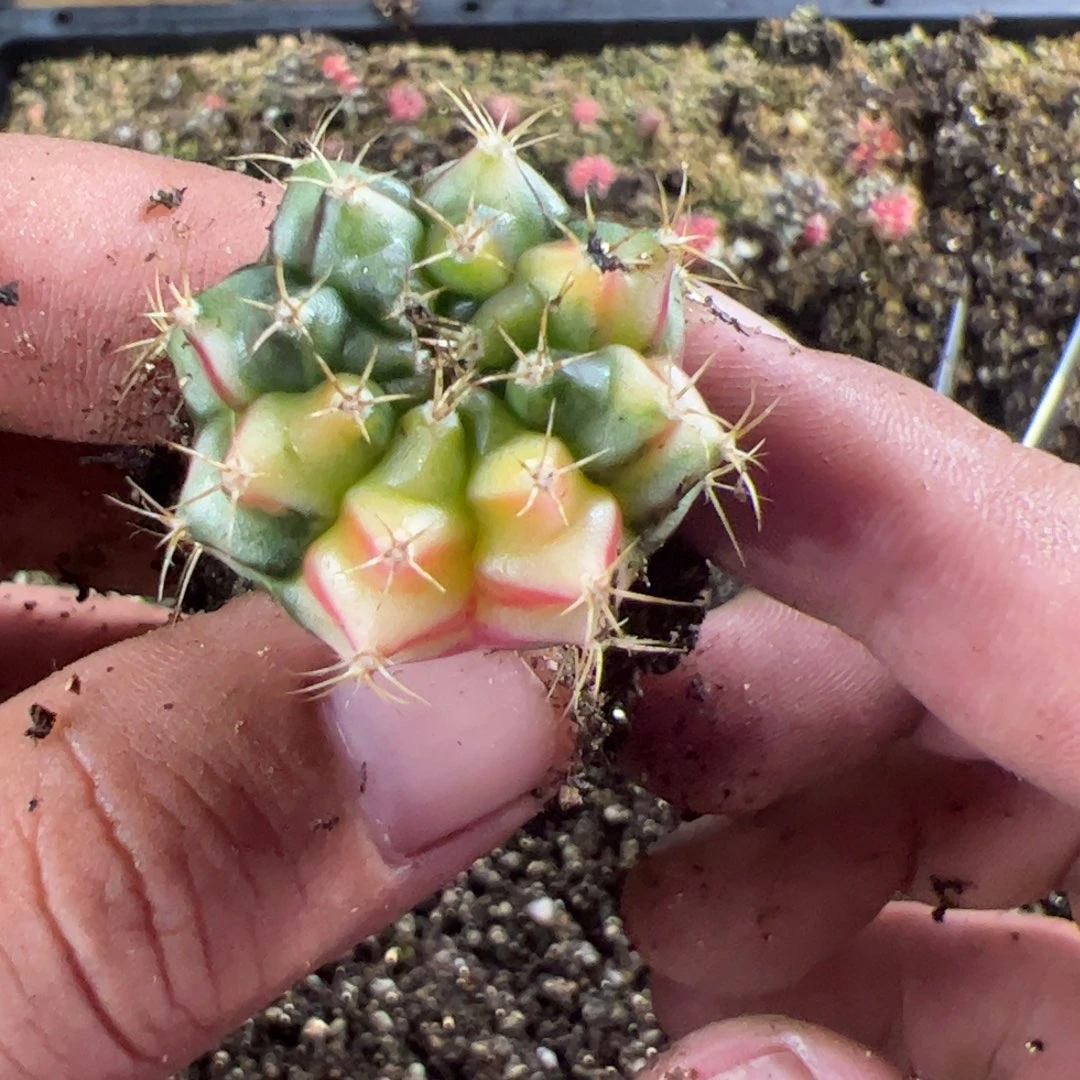 当前无花栽培后可以开花269
