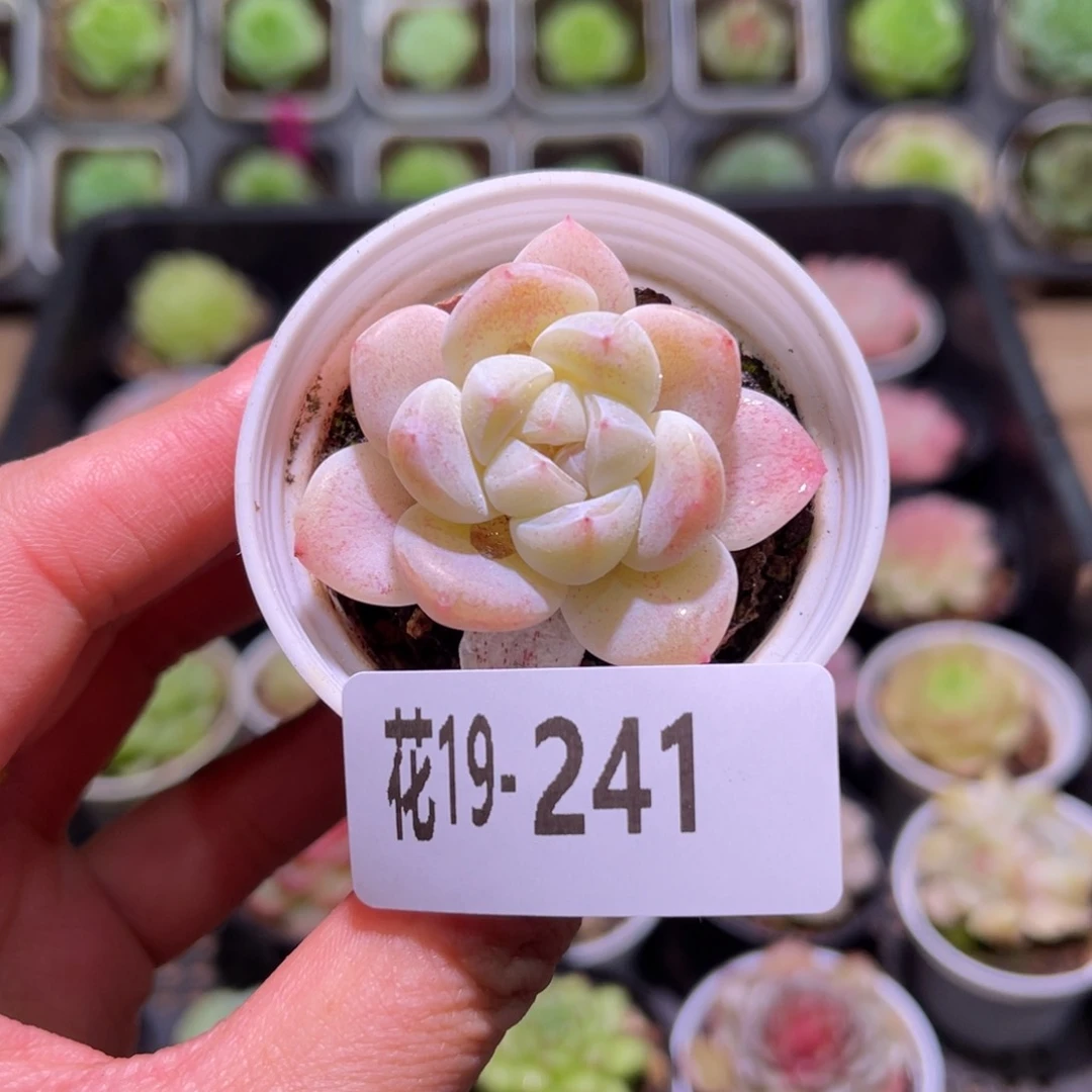 花利美19-241冰玉