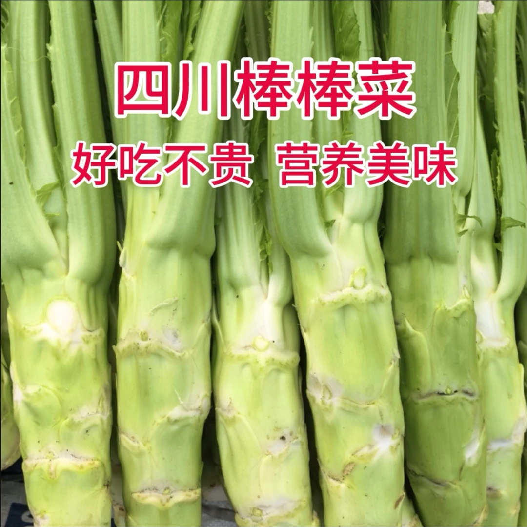 四川蔬菜棒棒菜青菜当季蔬菜煮汤清炒泡菜炒腊肉清香味美大棒菜