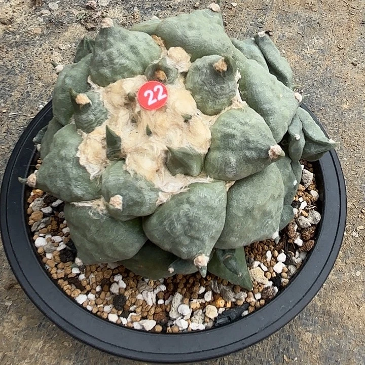 舅***疼袖蒲苗接落地仙人球22