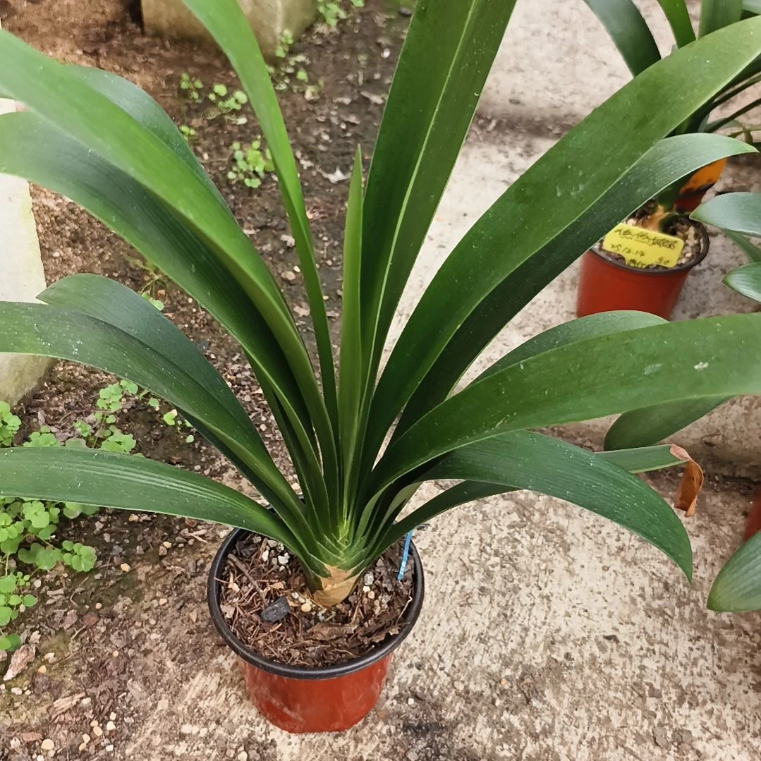 青***w当前无花栽培后可以开花盲盒大苗一颗残叶