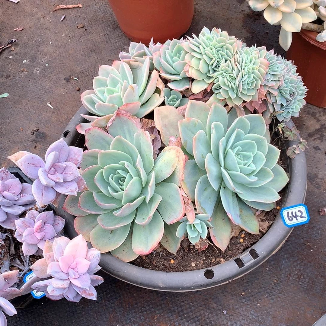 642仙凤缀化一物一拍多肉