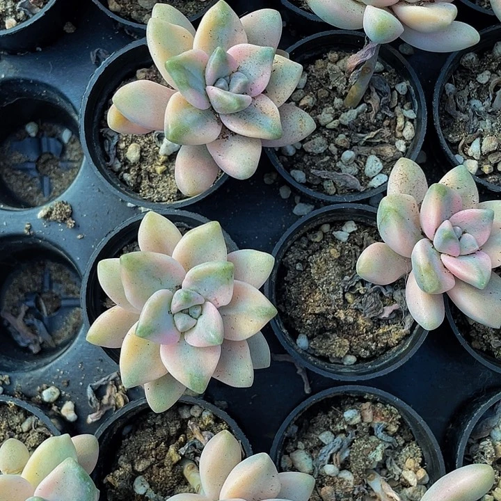 美杏锦2.8带盆土发