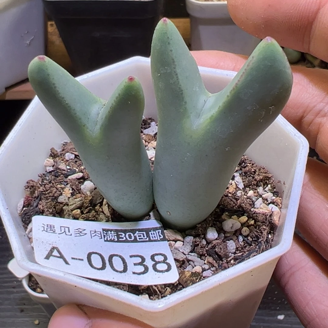 多肉植物111111111111
