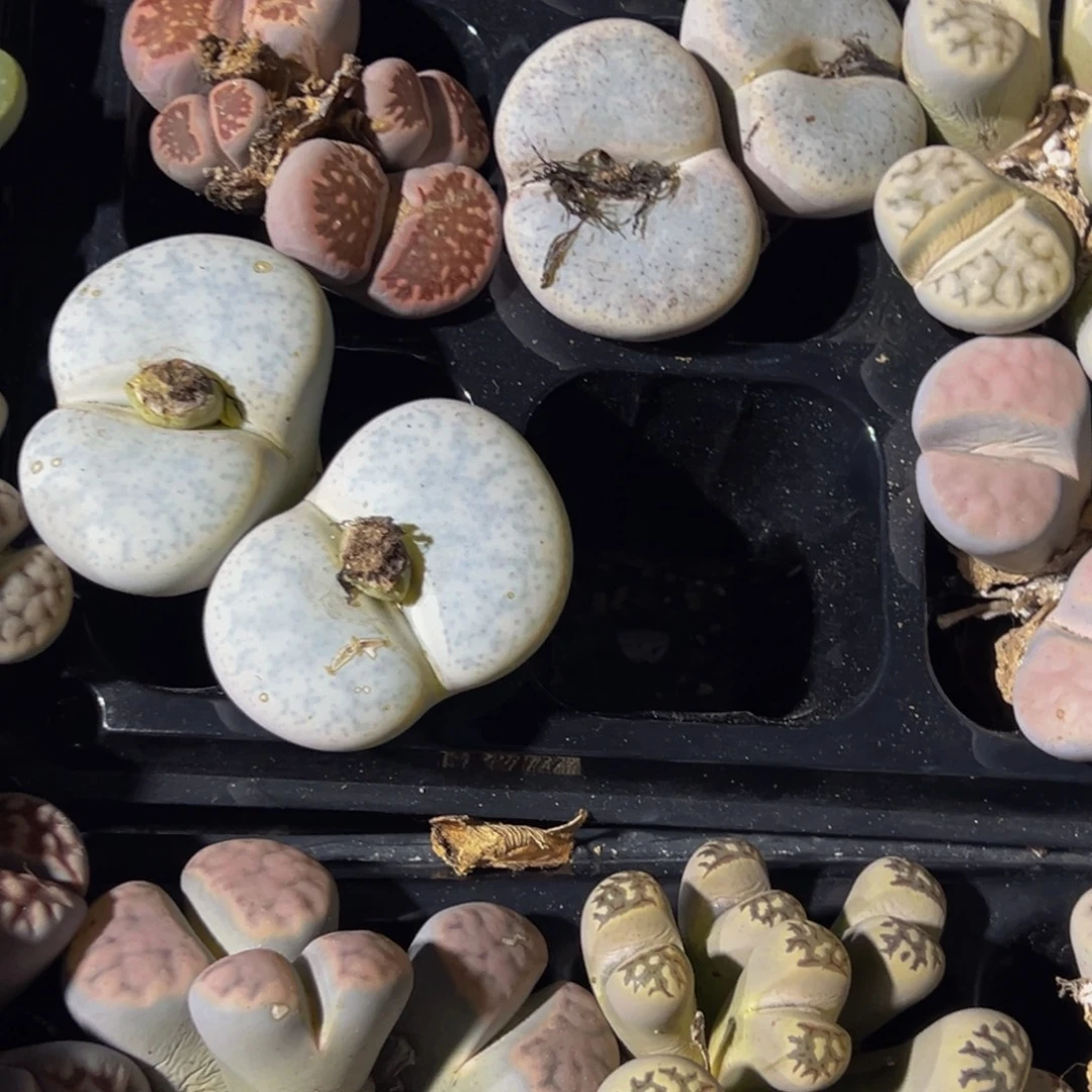 辣***鸭550 生石花大群生一物一拍