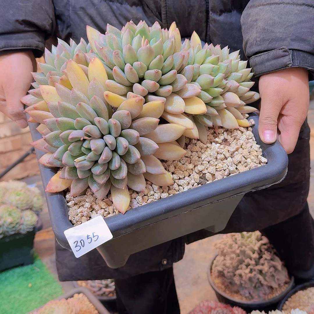 你**贝3055象牙多肉植物