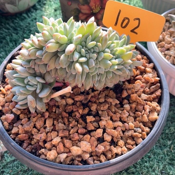 星影小树102号码牌子的