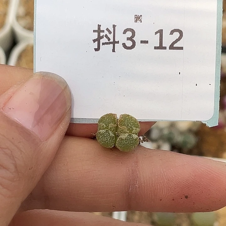 水*冻3-12肉锥多肉植物