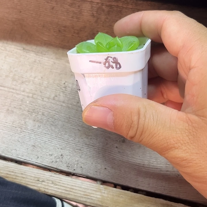 152 一物一拍 满20包邮