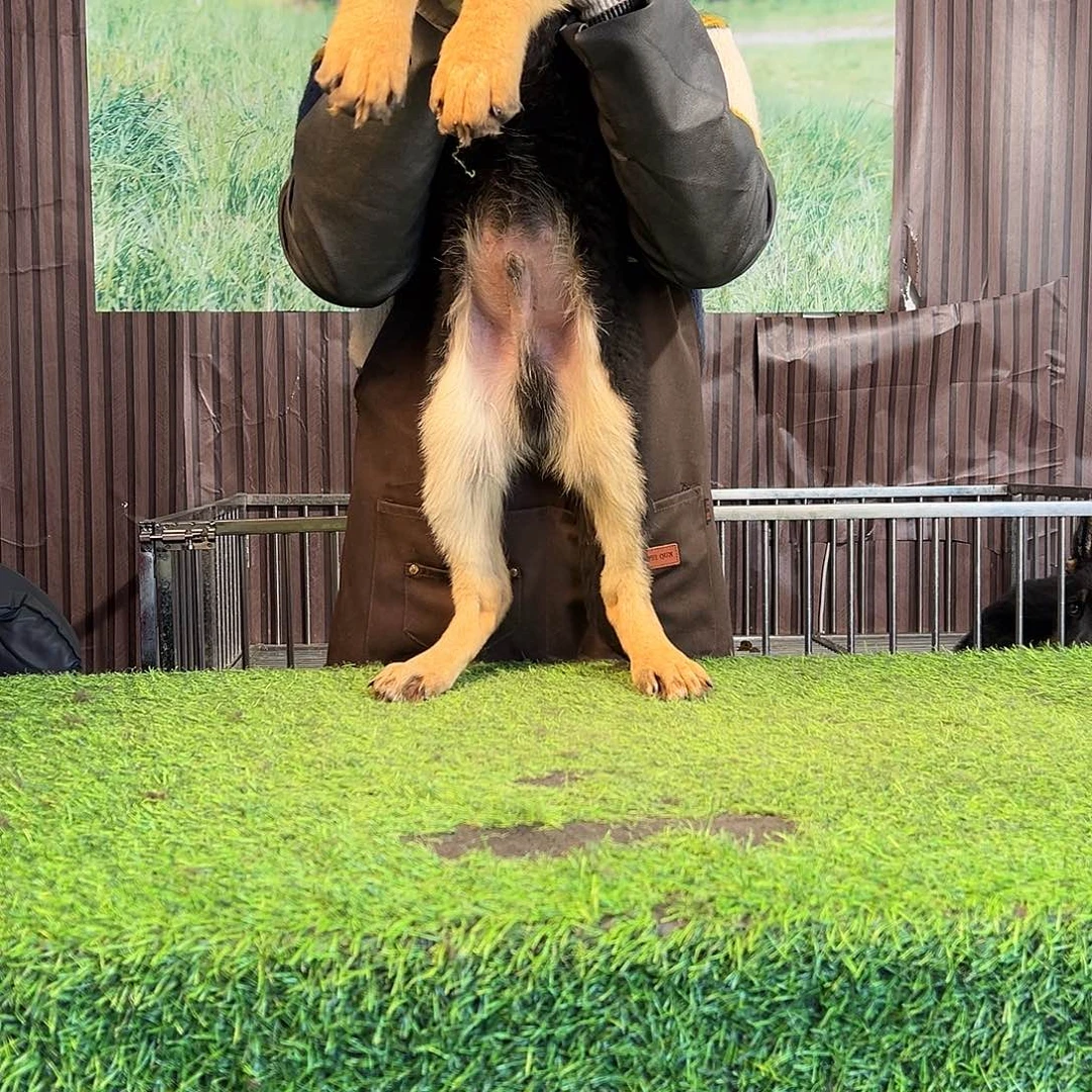 精品德牧幼犬饲养