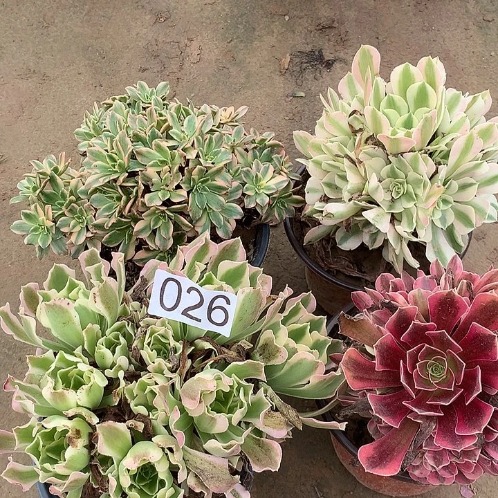 无花朵026四颗多肉植物组合